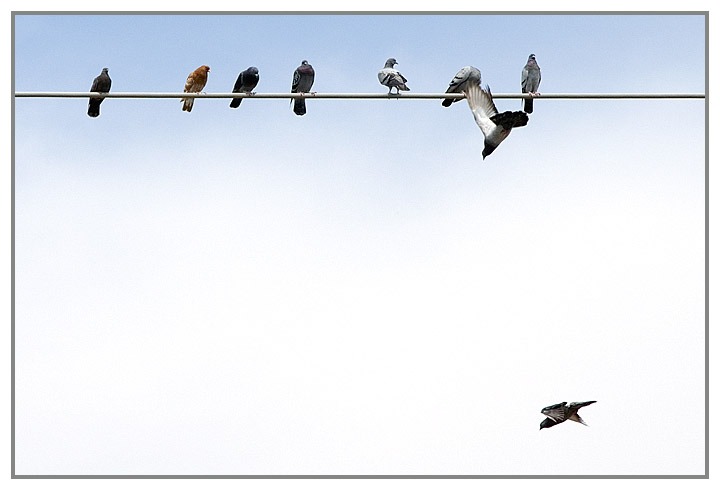 Birds on a wire