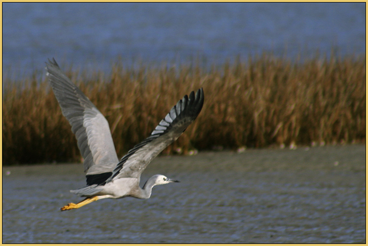 Flight
