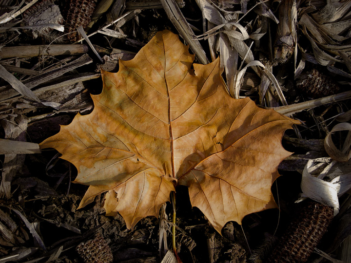 Leaf