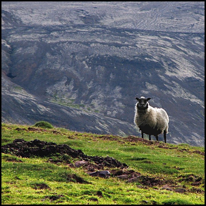 Sheep on a Hill
