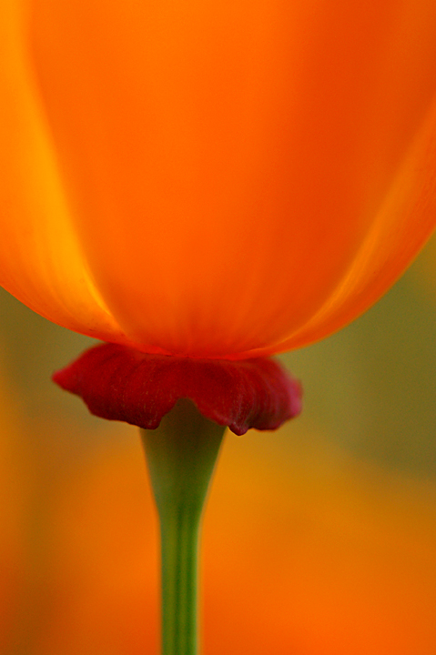 Blown Glass Poppy