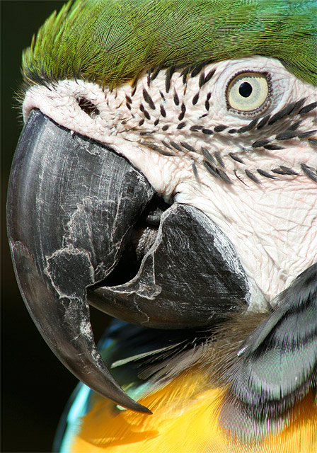 Macaw Mugshot