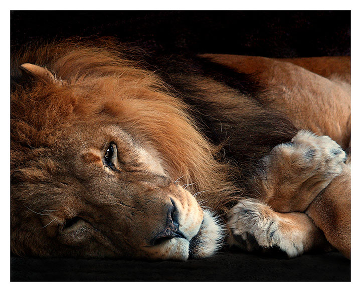 The Lion Sleeps Tonight