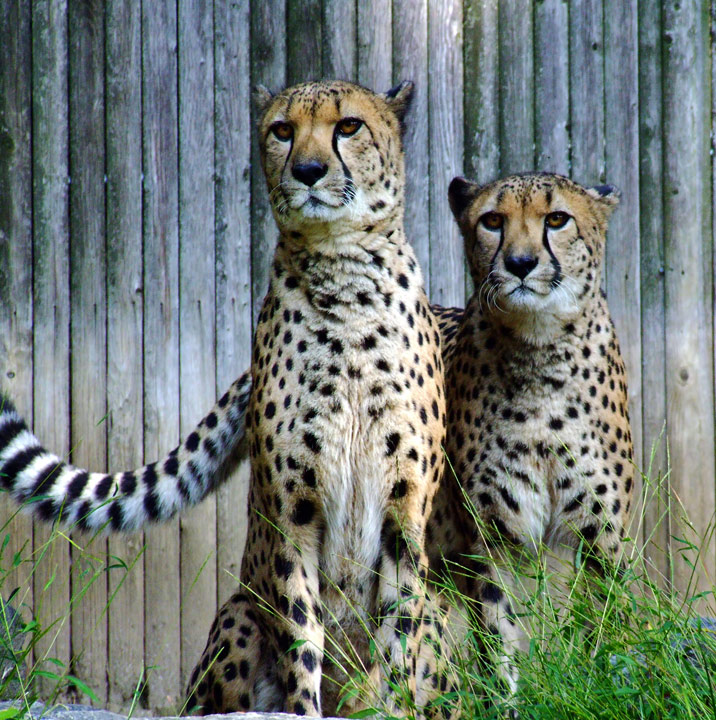 African Cheetahs