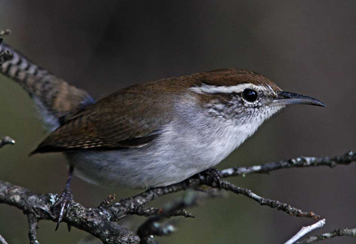 Bewick's Wren