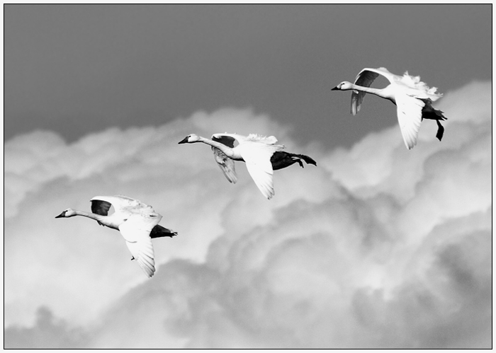 Flight of the Swans