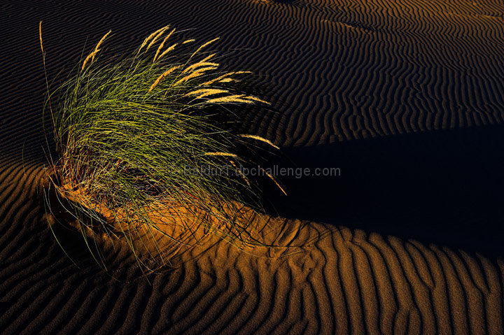 Oregon Dunes