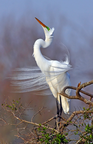 Great White Egret