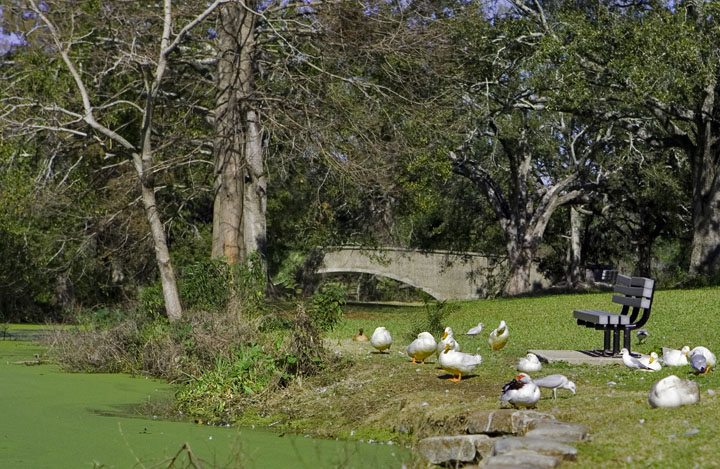 Audobon Park, New Orleans