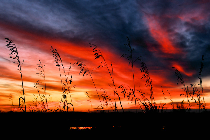 Marsh Grass