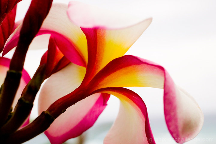 Rainbow Star (plumeria)