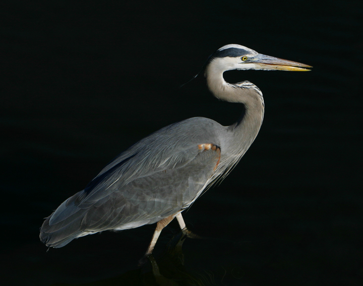 Heron