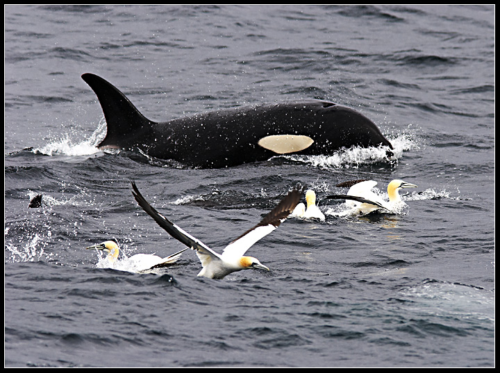 Orcas and Gannets