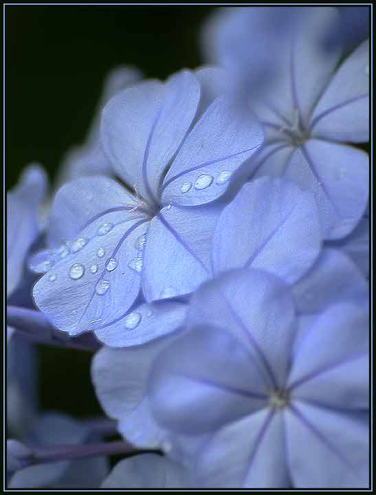 Dew Kissed Plumbago