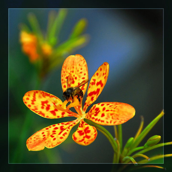 Bee in Leopard Lily Paradise