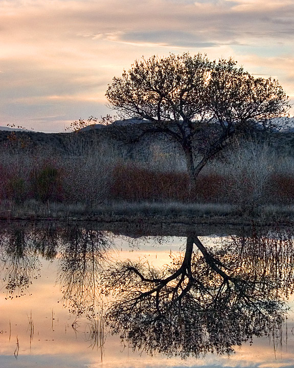 A Single Tree