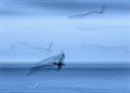 Gulls in Flight, Winter Dawn