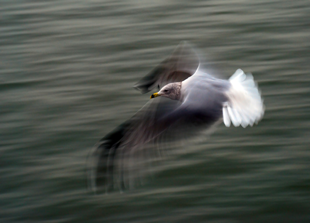 Bird Flew