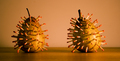 Match'd Pears