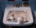 a purrrrrect pair