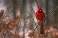 Northern Cardinal