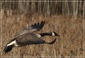Low Flying Goose
