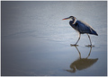Great Blue