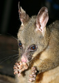 Hello Possum