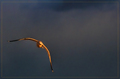 Gull at Sunset, Looming Storm