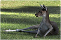 Western Grey Kangaroo