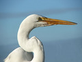 Great White Egret