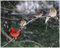 Winter Birds