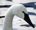 Swan