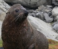 New Zealand Seal