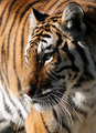 Rescued Tiger