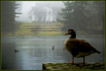 Ducks in the Mists