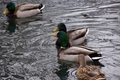 Ducks Swimming In Mercury