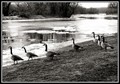 seven geese a posing