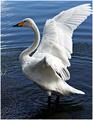 The Whooper Swan