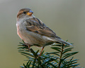 Female House Sparrow