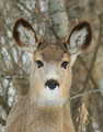 Portrait of a Whitetail