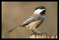 Black-capped Chickadee