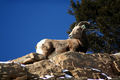 Big Horn Sheep