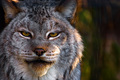 Staredown: Canada Lynx @ 640mm