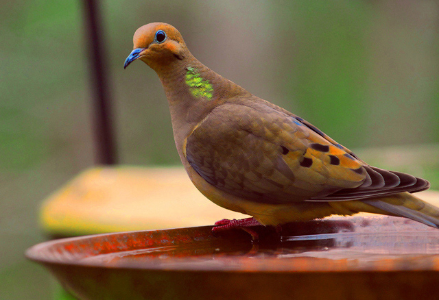 Ruddy Ground-Dove