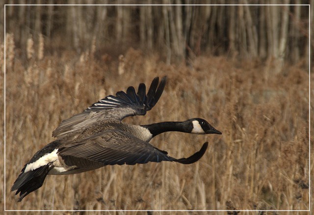 Low Flying Goose