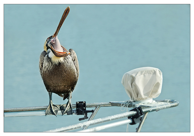 The Ravenous Pelican on the Bow