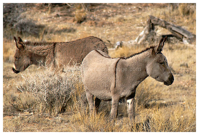 Thorough Burros