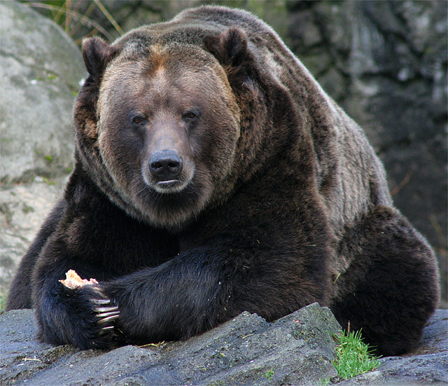 Ted E. Bear has Grown Up