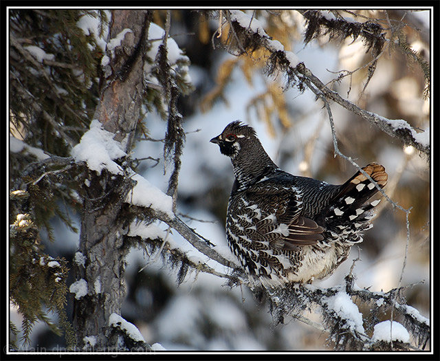 .:Spruce Grouse:.
